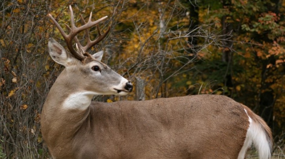 Terry Hovance Taxidermy